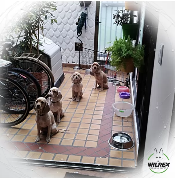 William, entrenador de Wilrex, acompañado por cuatro perros durante una sesión en Bogotá